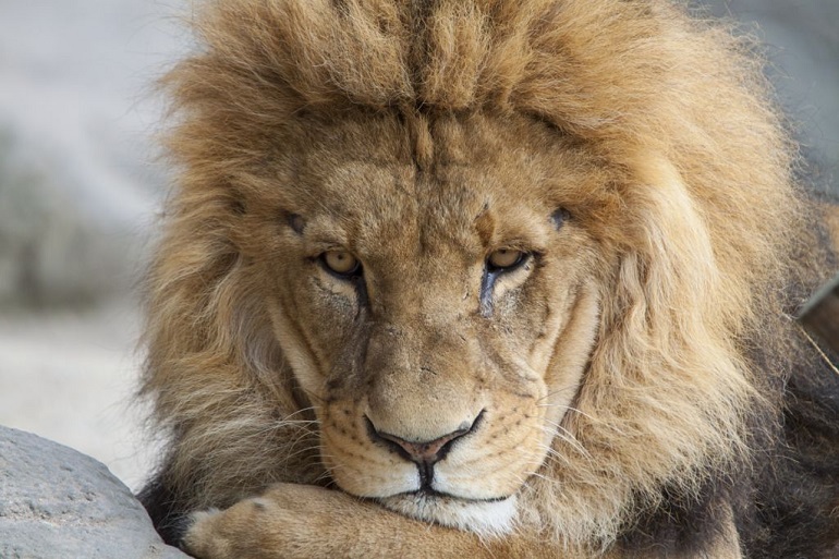 thinking_lion